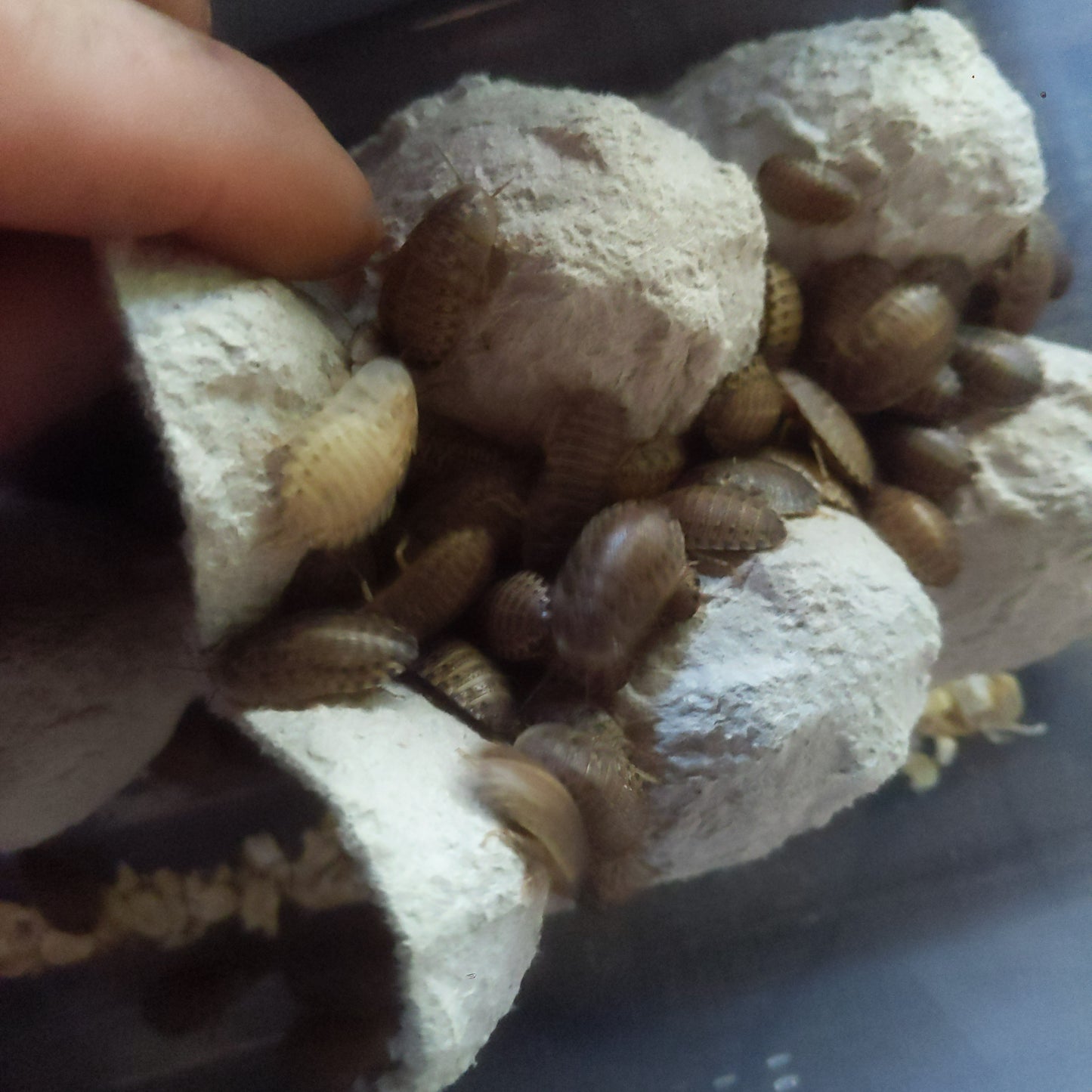 Medium Dubia Roaches (1/2in)