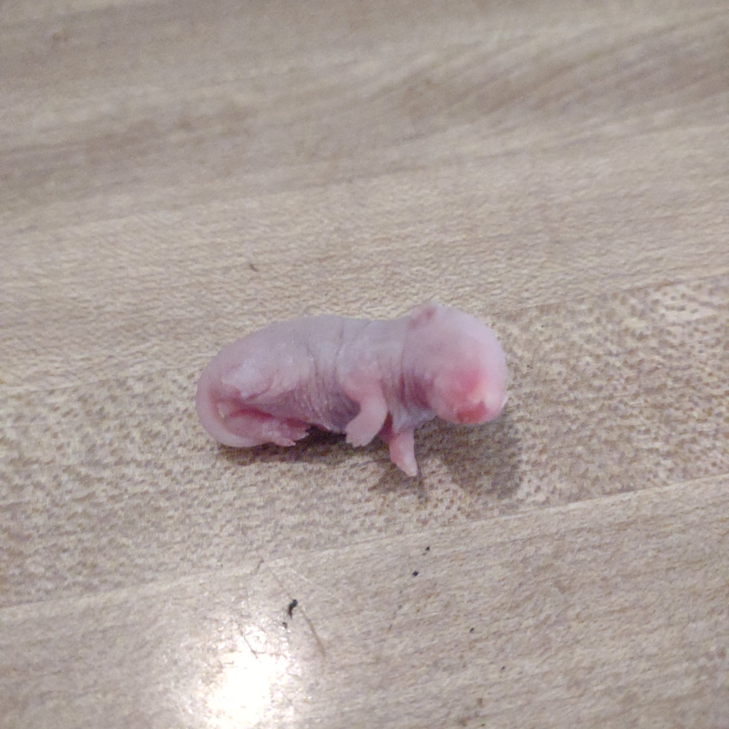 Frozen "Pinkie" Mice