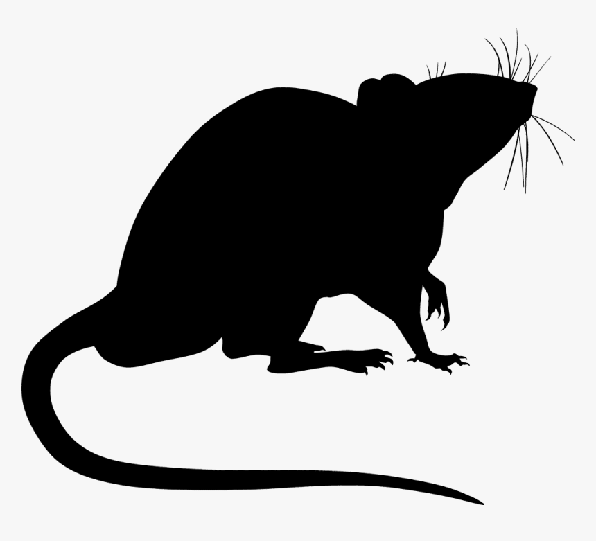 JUMBO LIVE RAT