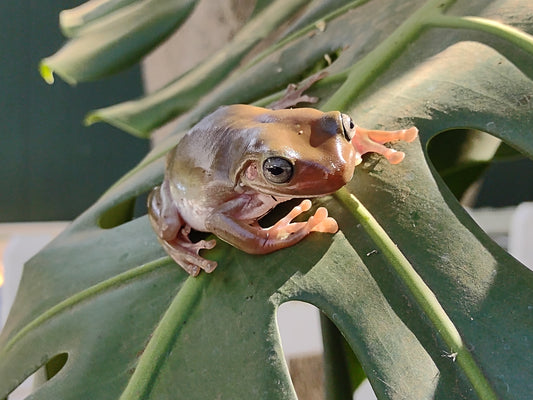 White's Tree Frog (Juvenile)