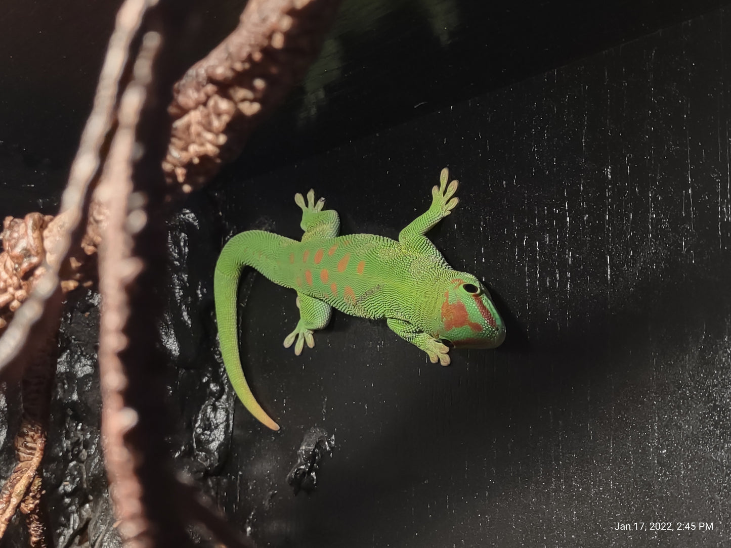Crimson Giant Day Gecko