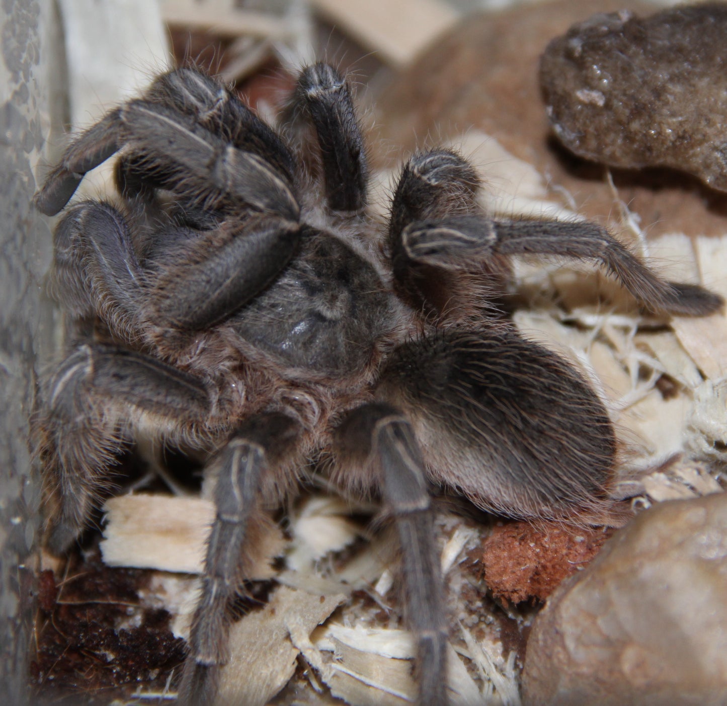 Stripe-Knee Tarantula