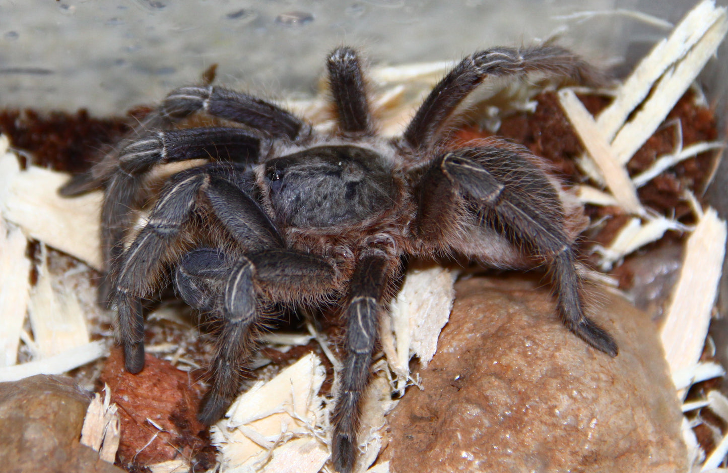 Stripe-Knee Tarantula