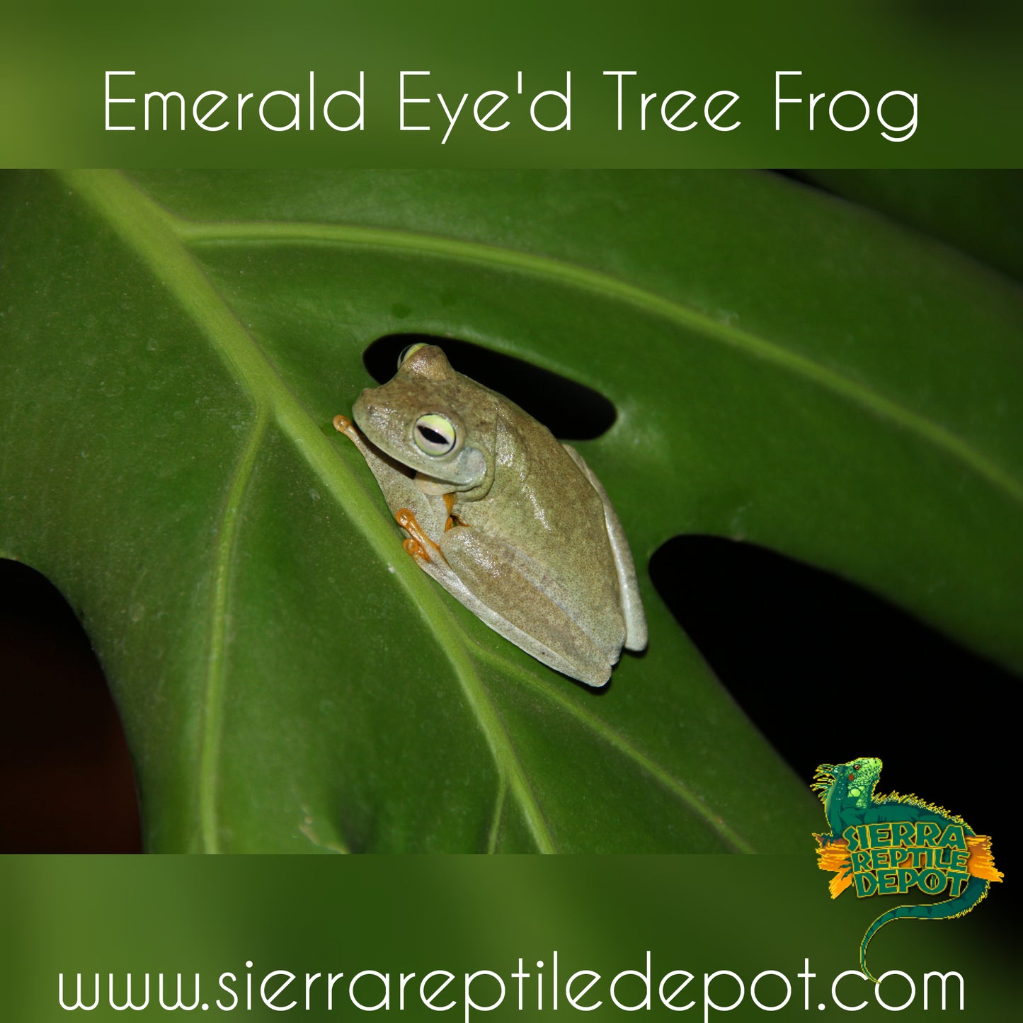 Emerald Eye'd Tree Frog (Hyla Crepitans)