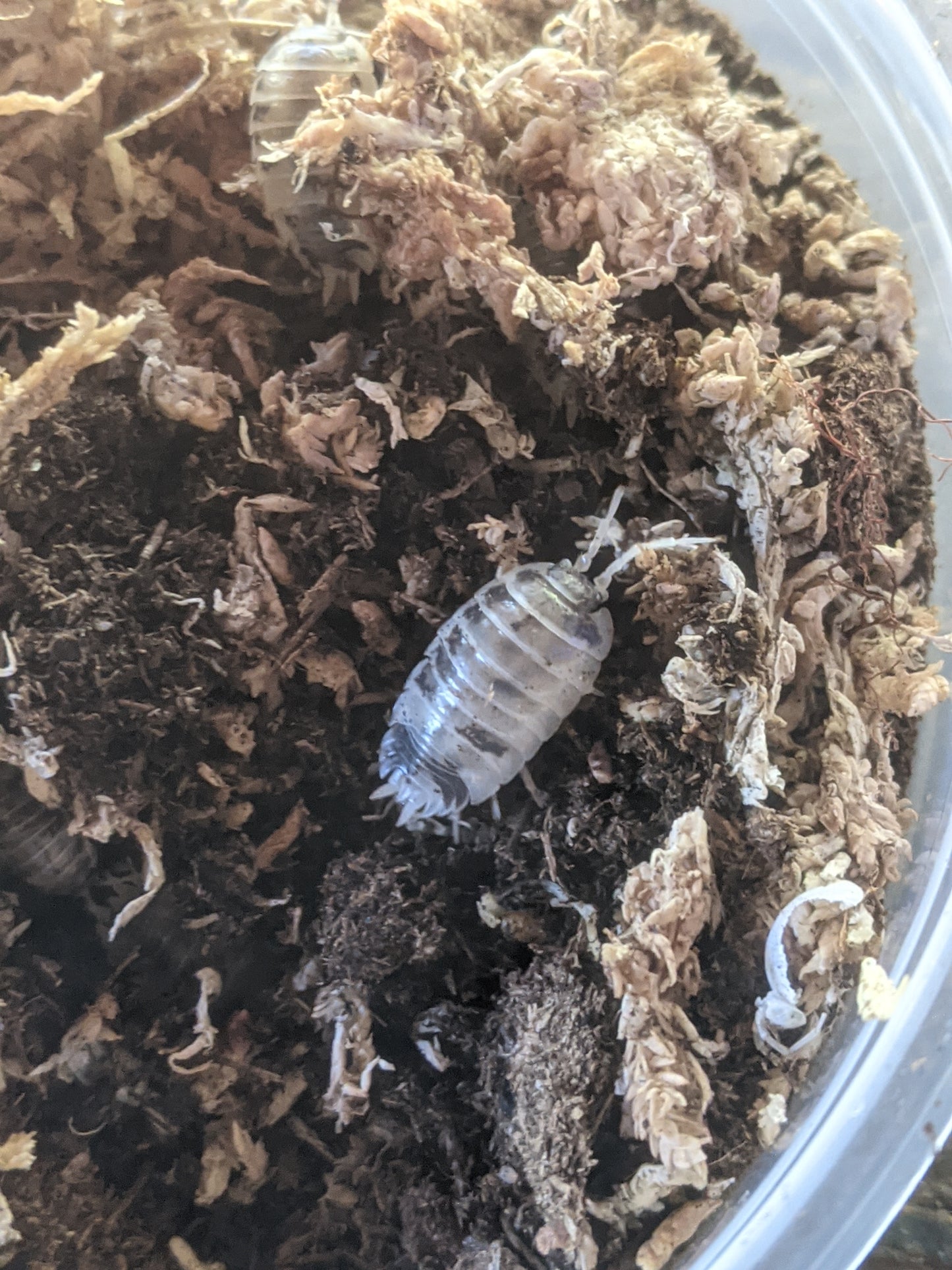 "Dairy Cow" ISOPODS (15ct)