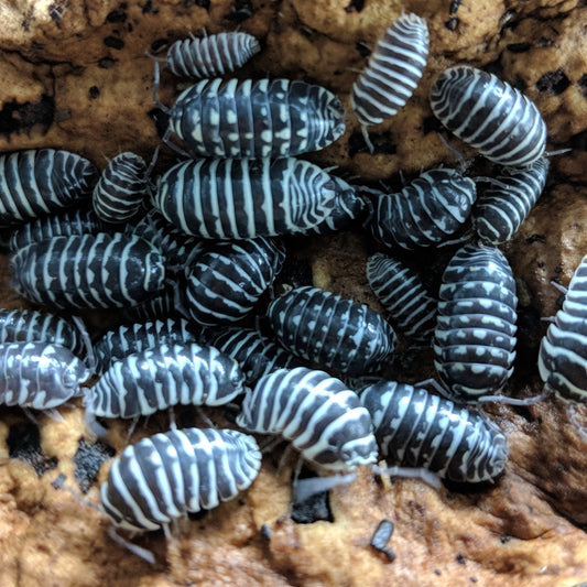 Zebra Isopods (10ct)